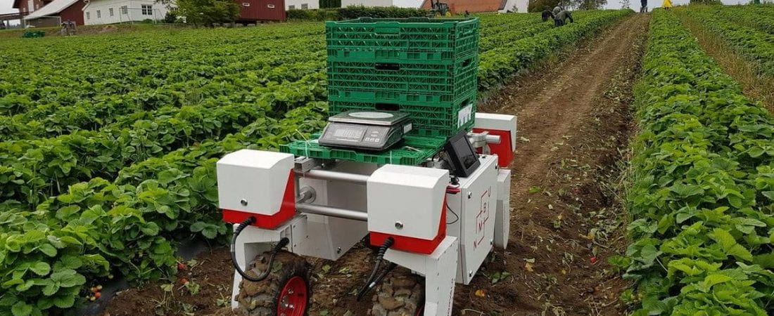 Robot moving through strawberry field.