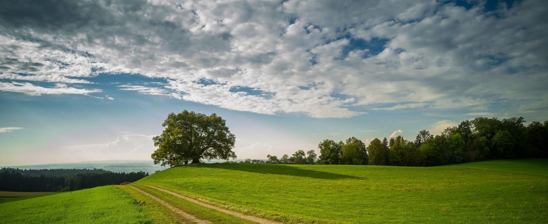 Rural landscape. Blue sky, green grass and trees
