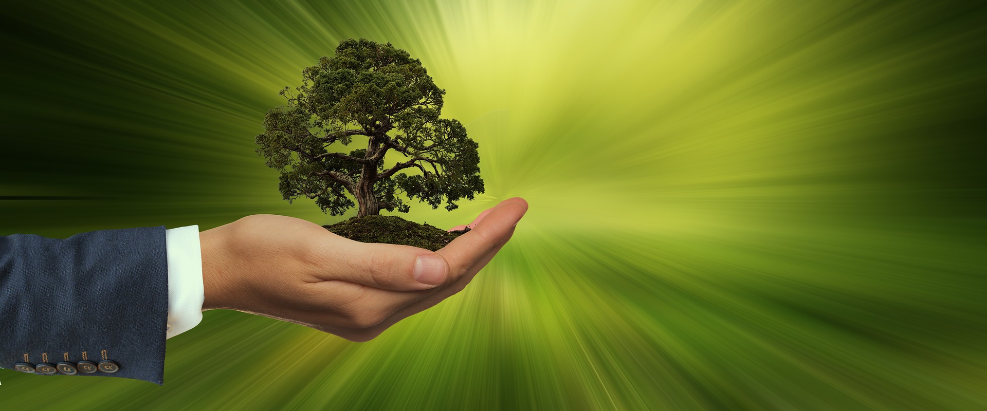Mans hand in business dress holding a tree in his palm on a green background