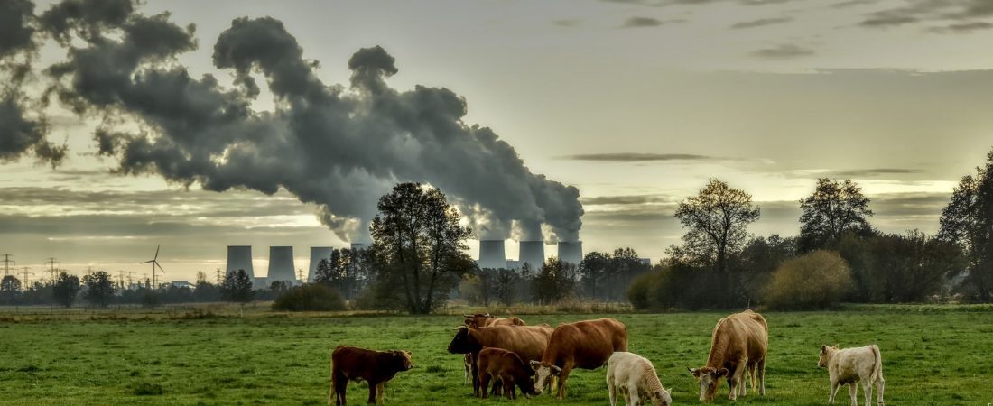 Cows in a field with a power station in the background